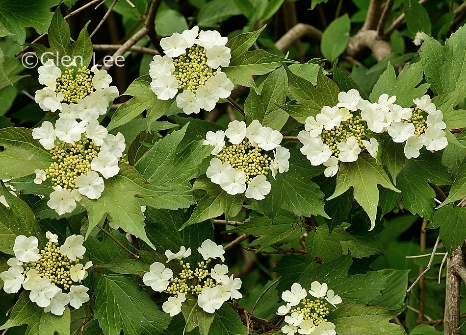 Viburnum opulus var. americanum photos Saskatchewan Wildflowers